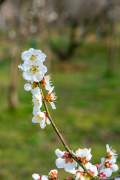 梅花
