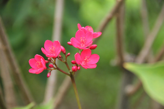 变叶蝴蝶花