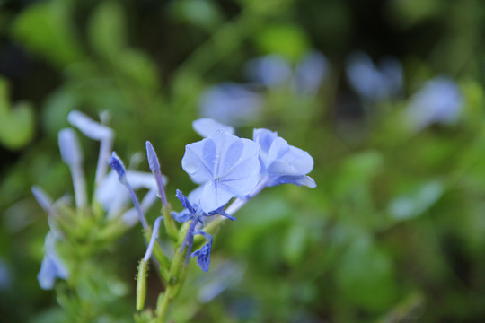 蓝花草