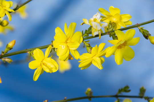 迎春花