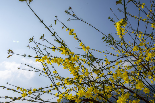 迎春花