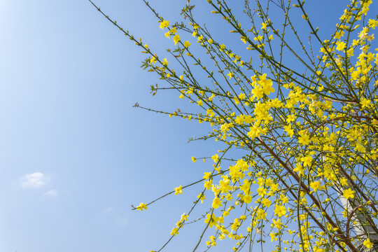 迎春花