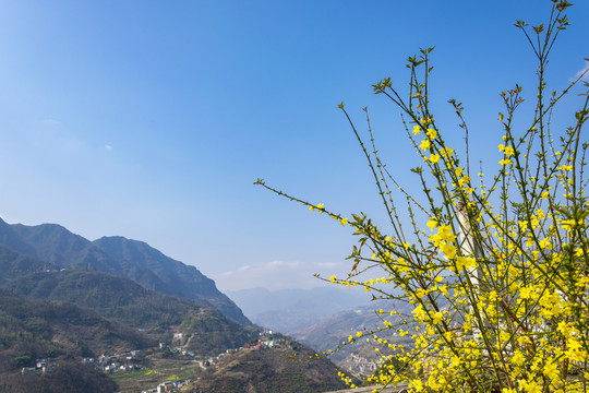 迎春花