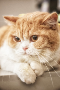 肥猫