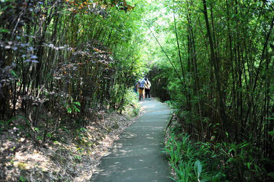 林荫小道树林小路