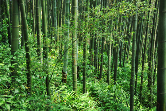 毛竹竹海竹节竹竿竹子细节