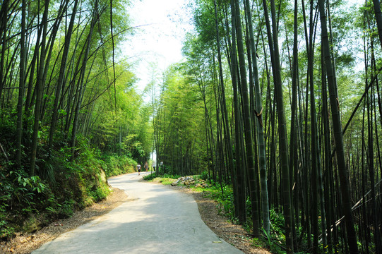 竹林路竹海竹子