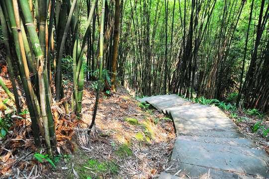 竹林小道竹林石板路