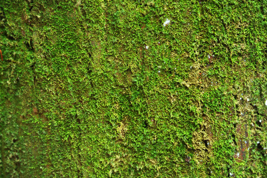 绿树青苔树皮苔藓树皮