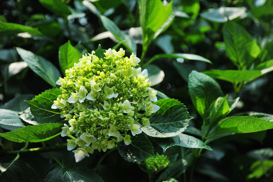 草绣球八仙花粉花团紫阳花