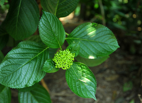 草绣球八仙花粉花团紫阳花