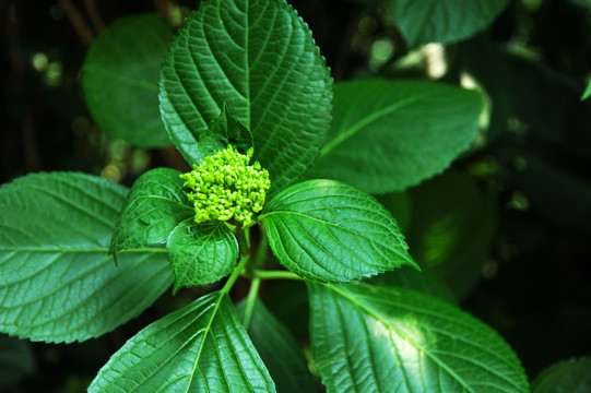 草绣球八仙花粉花团紫阳花