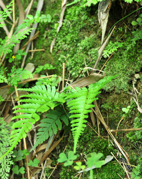 蕨蕨萁蕨苔蕨基草