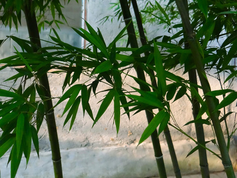 竹林八