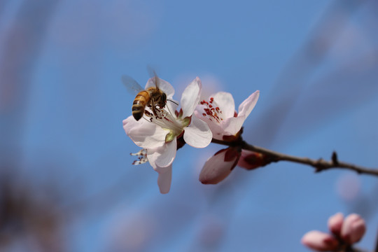 桃花