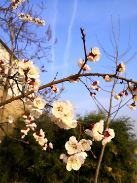 樱桃花