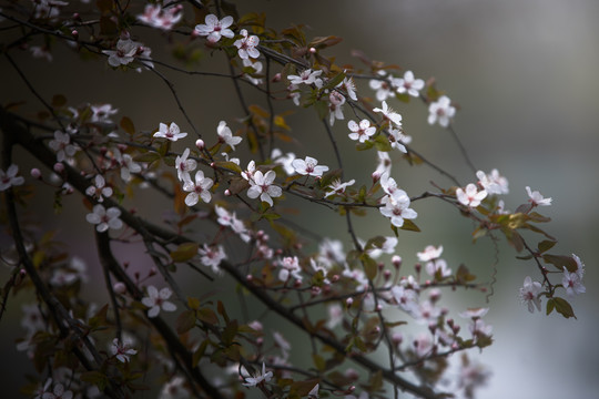 李子花