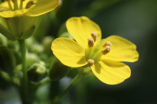 油菜花