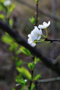 李子花
