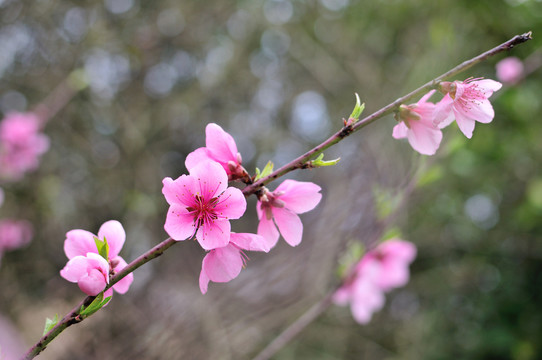 粉红桃花