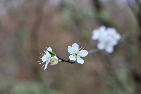 绽放李子花