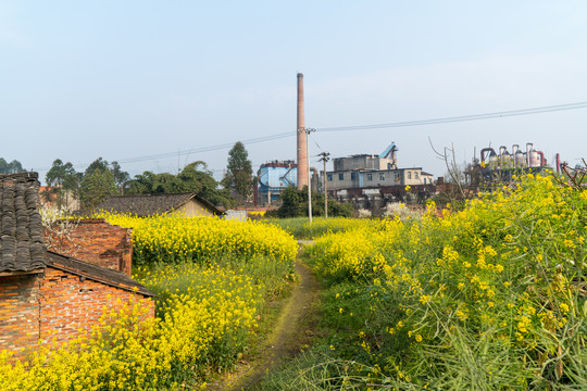 油菜花老房子乡村小路