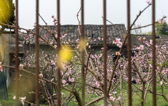 铁栅栏里盛开的桃花