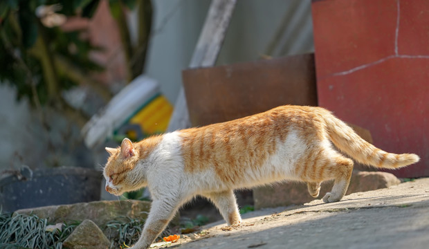 走路的黄花猫