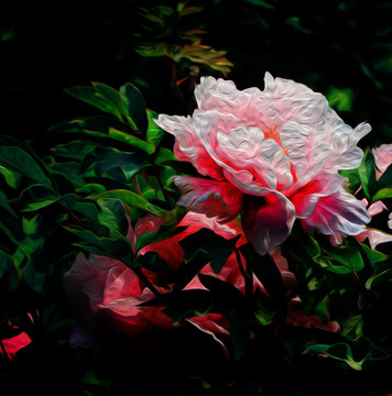 油画牡丹花