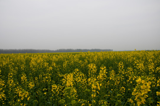 油菜花海