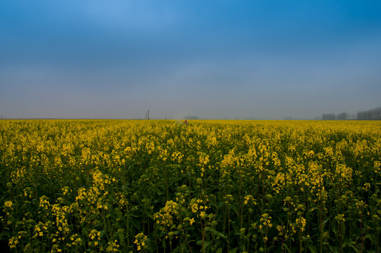 油菜花