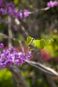 紫荆花绿叶