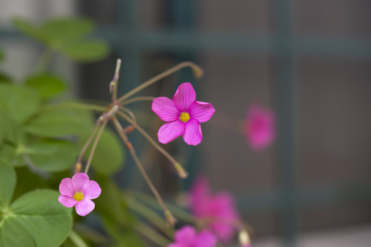 红花酢浆草