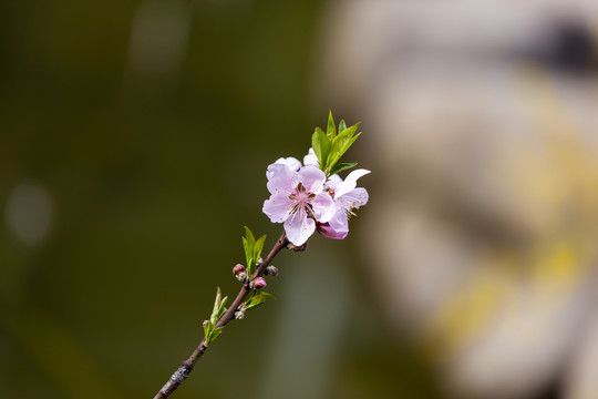 桃花朵朵春暖花开