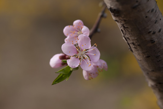 桃花朵朵春暖花开