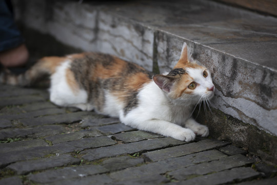 扬州东关街街头的小猫