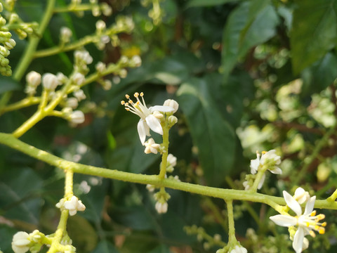 黄皮花