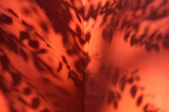 红墙上的树叶影子