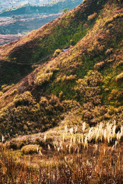 山坡荒草草丛素材