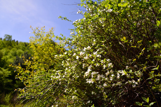 鲜花