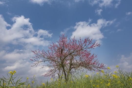 桃花