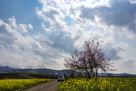 桃花