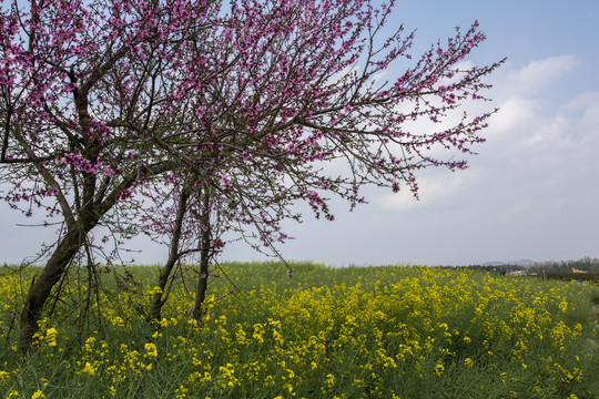 桃花