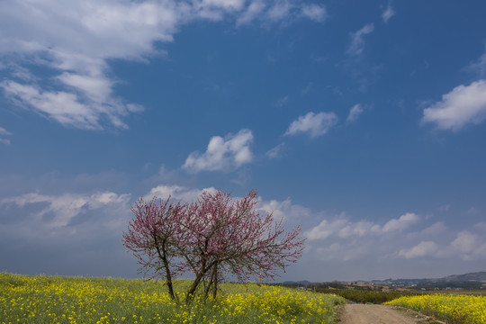 桃花