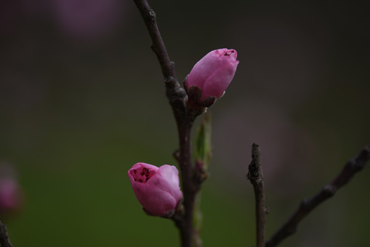 桃花