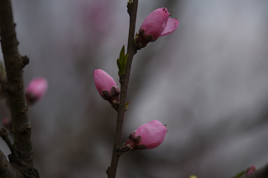 桃花