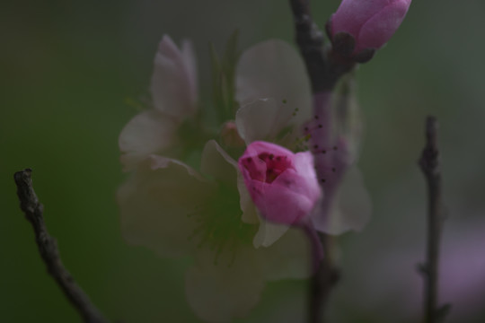 桃花