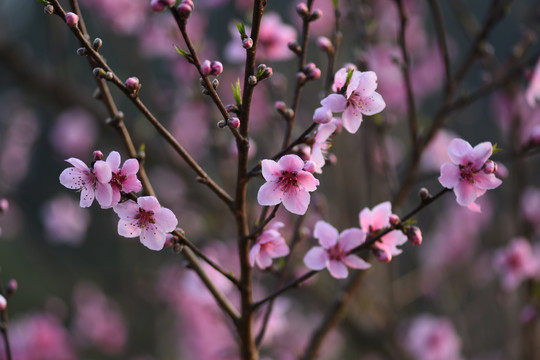 桃花