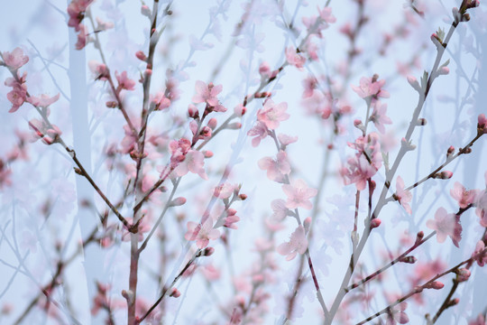 桃花