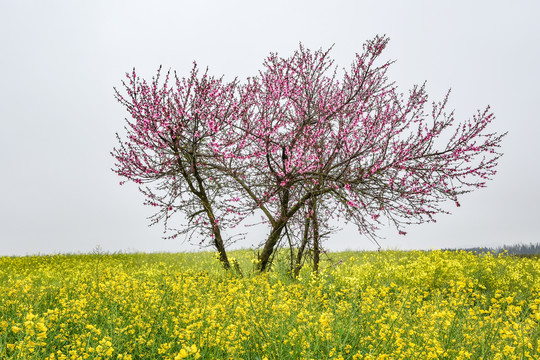 桃花